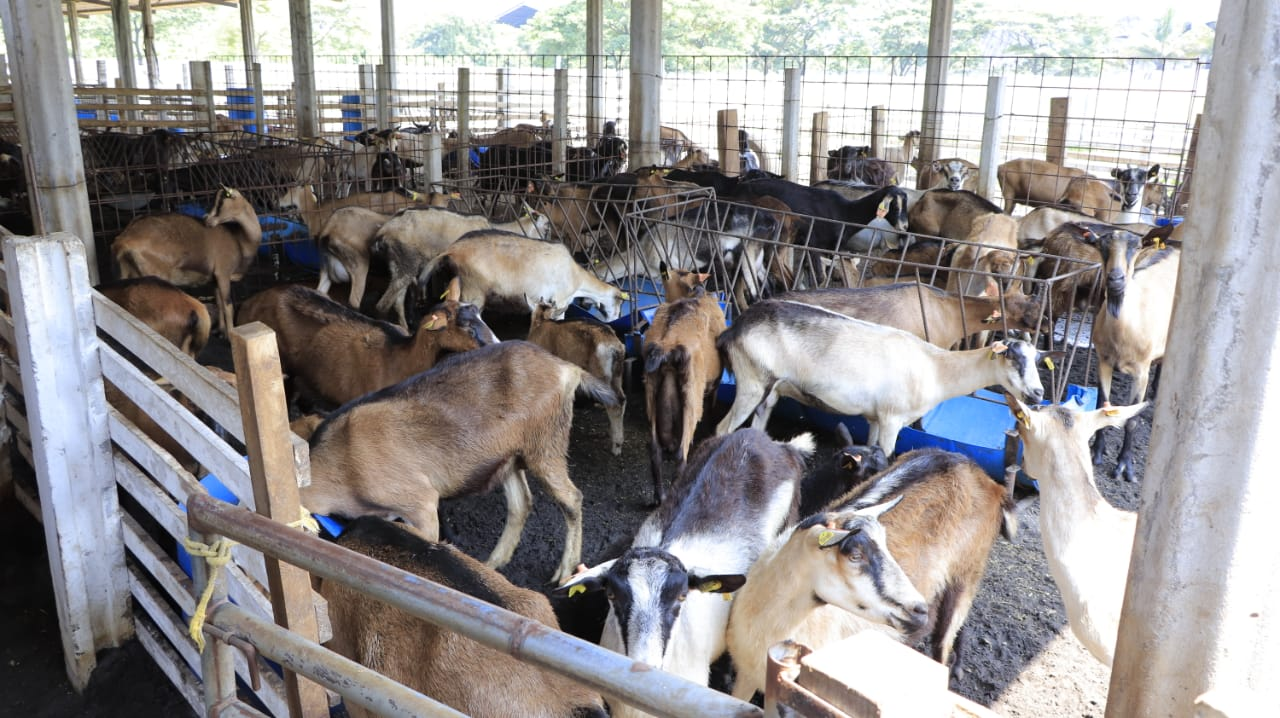Disclosed initiative for livestock promotion in Cuba