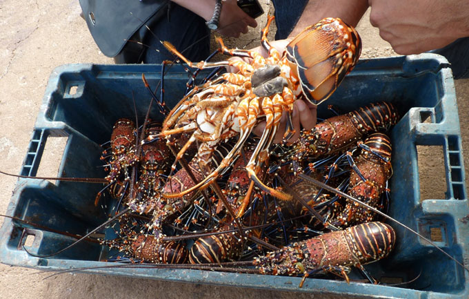 Industrial Fishing Company of Camagüey for fulfilling exports