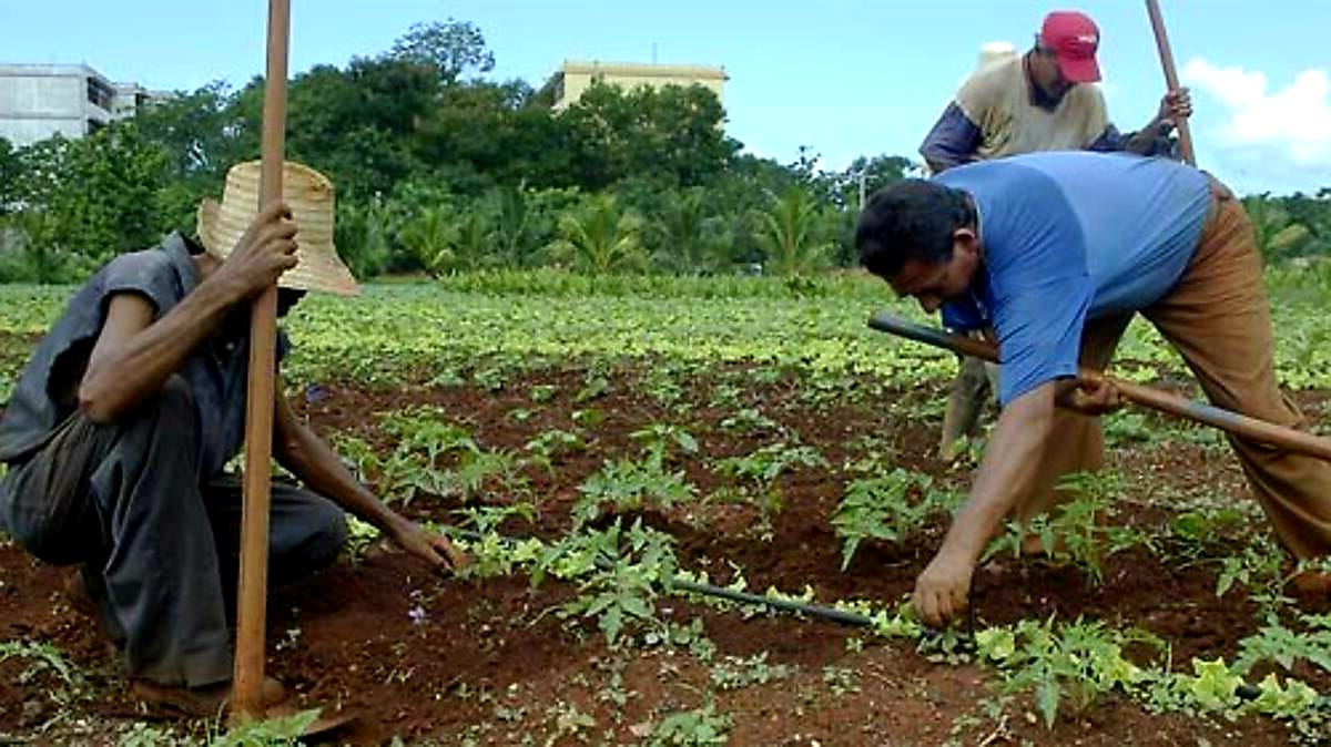Se trabaja en Camagüey para producir más alimentos