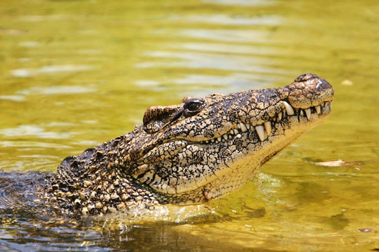 Province of Cuba will host national workshop on endemic crocodile