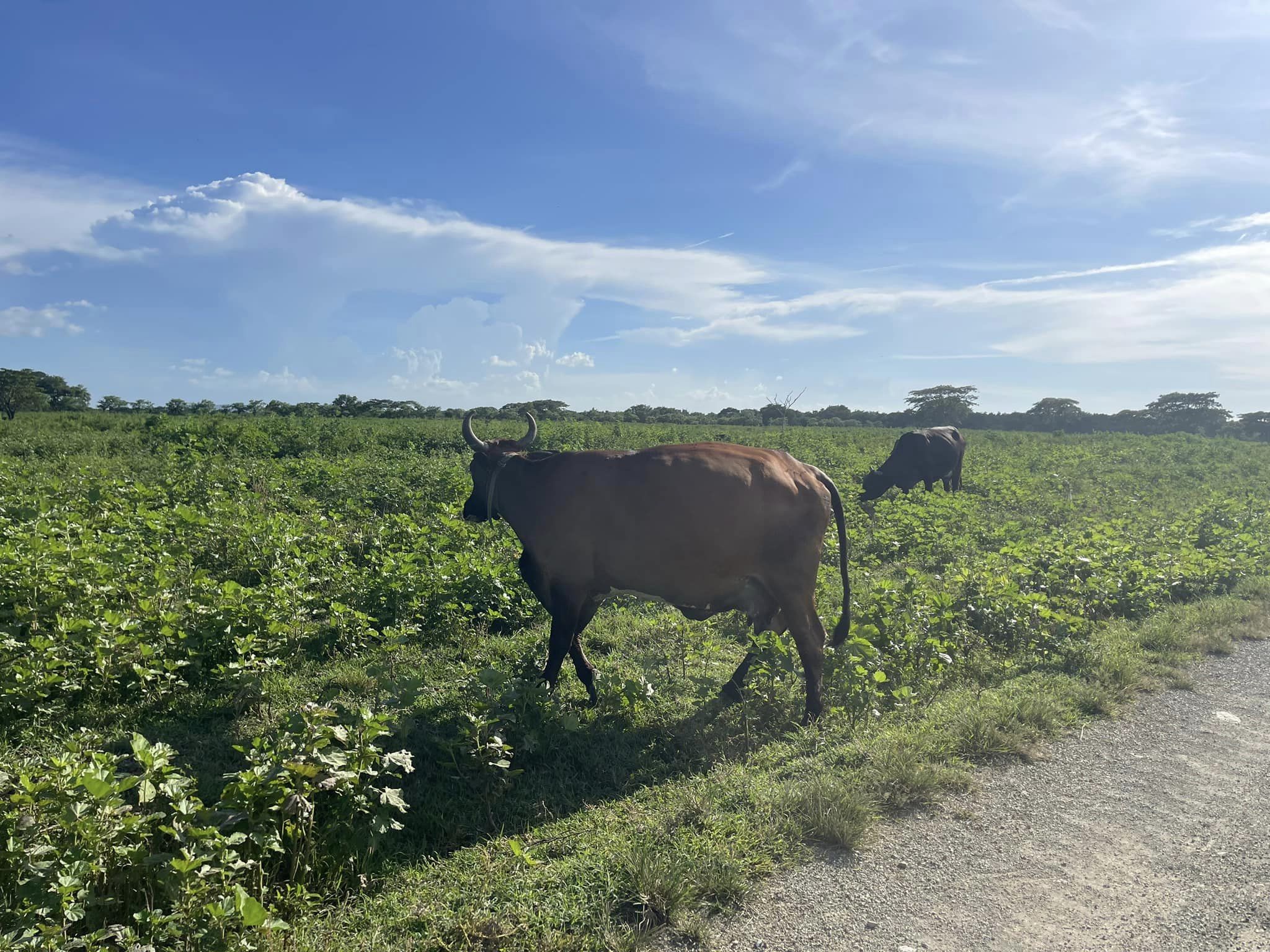 La ferme El Maguey de Najasa, une référence en matière d'élevage à Camagüey