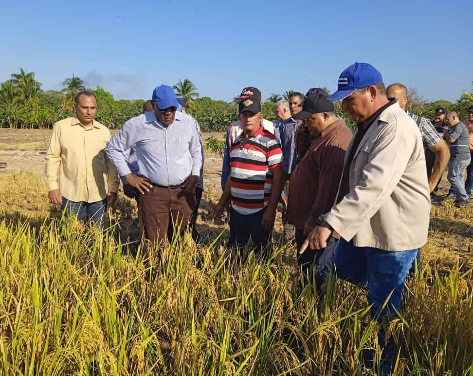 Cuban Vice President evaluates the potential of rice production in Camagüey (+ Photos)