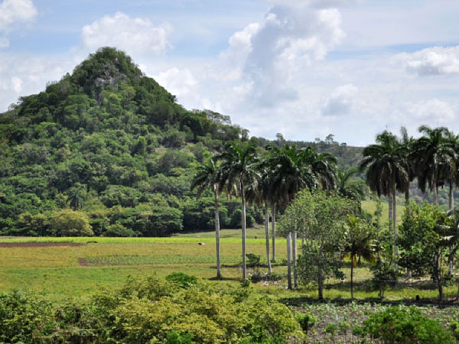 Cuba approuve une nouvelle stratégie nationale pour la conservation des plantes