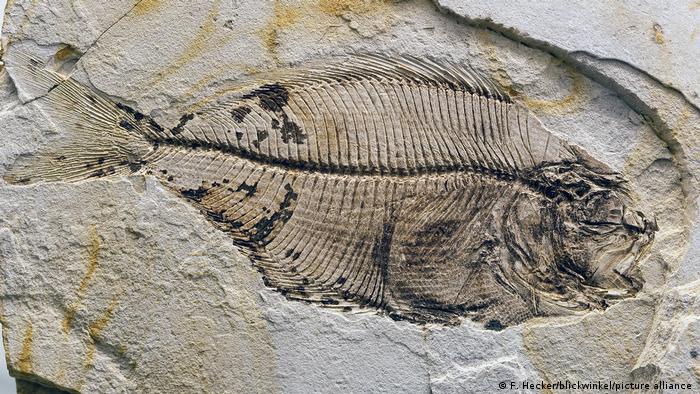 Le plus vieux cerveau de vertébrés découverte dedans un poisson fossilisé