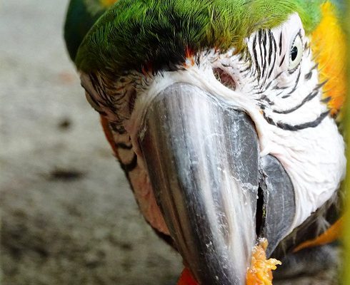 El cuidado del planeta es la garantía del mañana