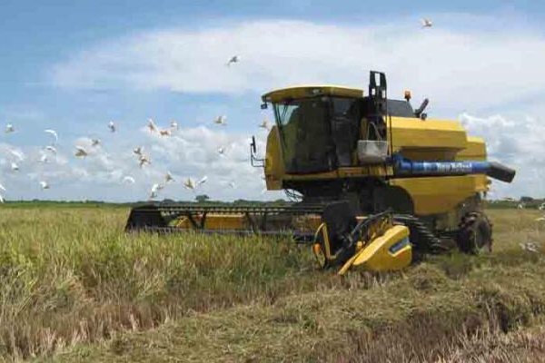 Campesinos de Florida trabajan por cumplir demanda arrocera