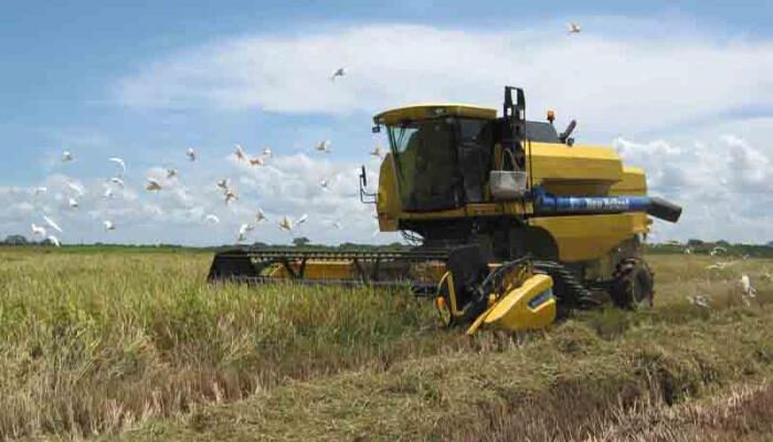 Campesinos de Florida trabajan por cumplir demanda arrocera