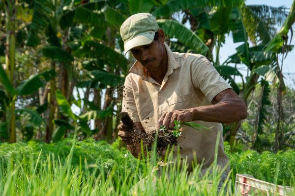 Campesinos de Camagüey alistan celebraciones previas al XIII Congreso.