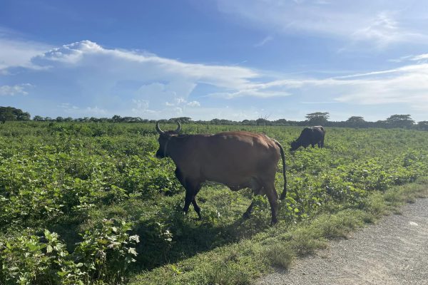 Fidel y su legado en la ganadería