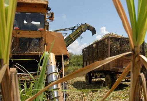 Florida se alista para desarrollar una buena zafra