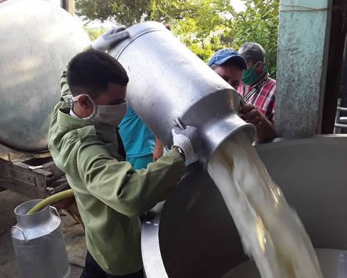 Prevén entregas de campesinos nueviteros a la industria láctea