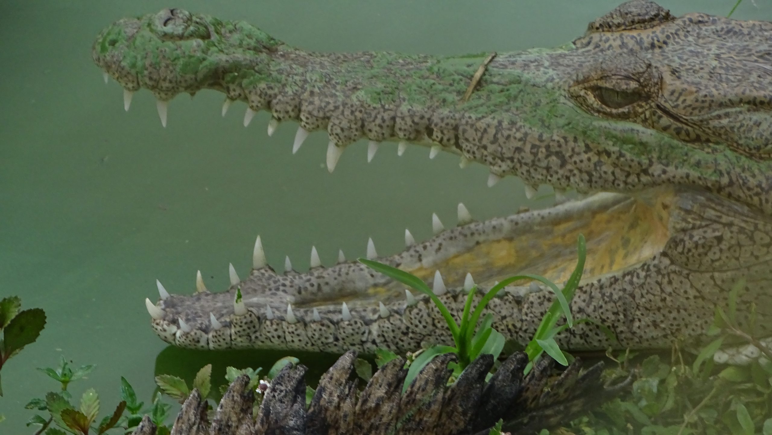 Minas: centro de conservación del cocodrilo americano y fauna local