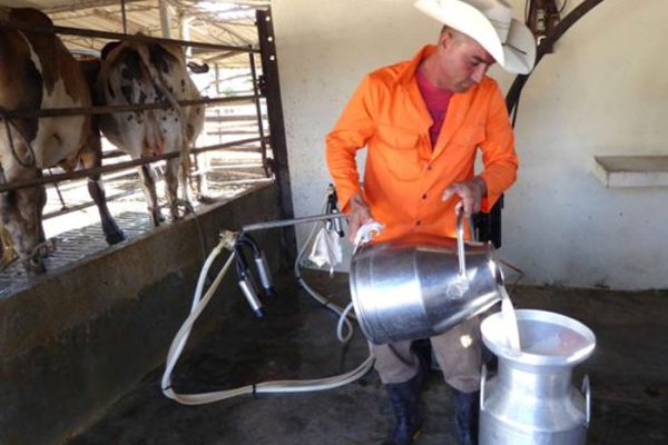 Termina en diciembre programa de contratación de leche en el terrotorio agramontino (+Foto)