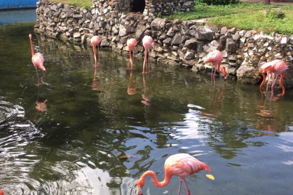La fauna de Cuba y el mundo en Camagüey (+ Fotos)