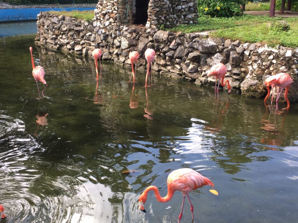La fauna de Cuba y el mundo en Camagüey (+ Fotos)