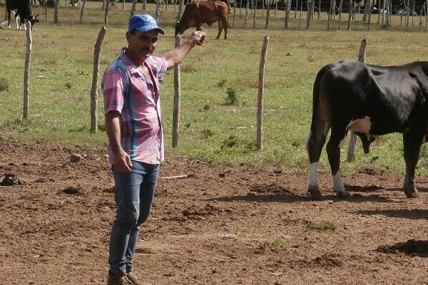 Aurelio Marrero Martínez, un ganadero de excelencia en Florida (+ Post)