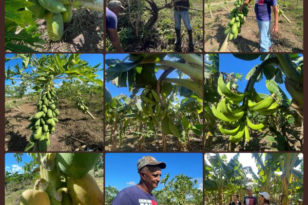 Los Coquitos: un ejemplo de agricultura sostenible en el anillo verde camagüeyano