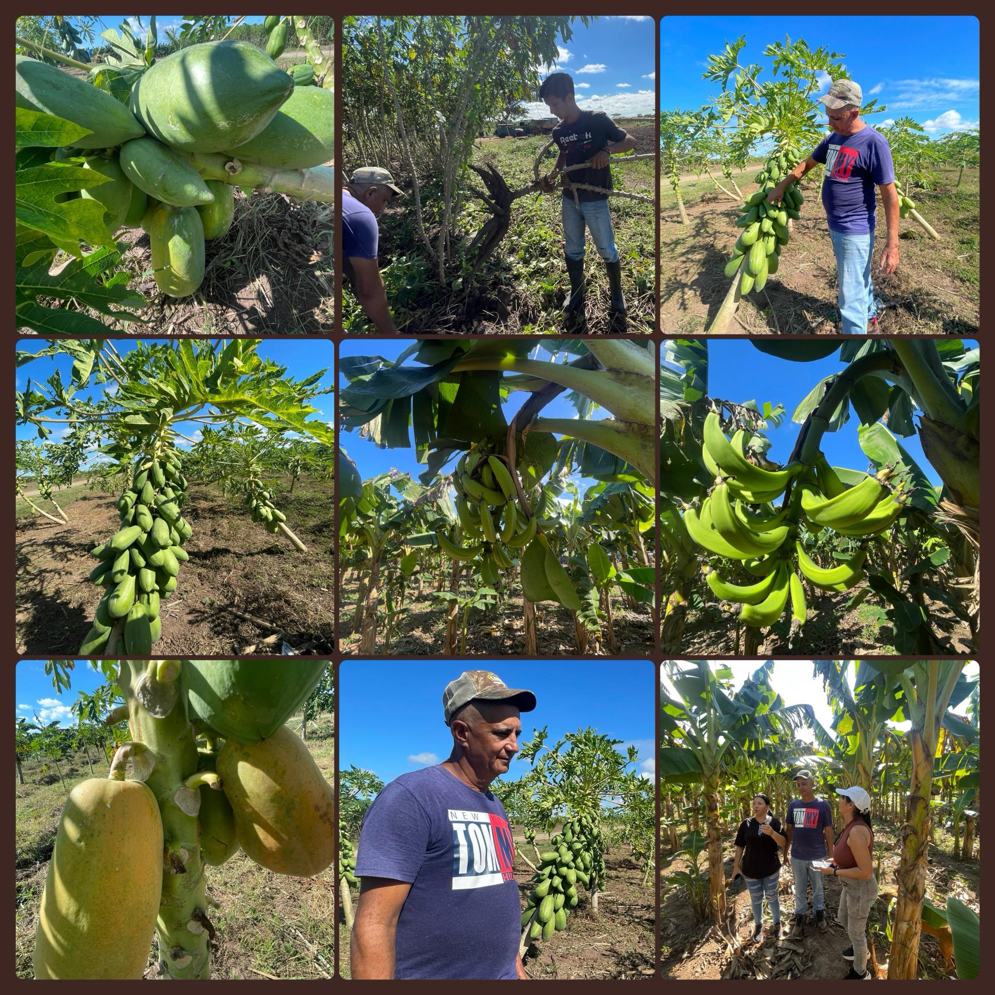 Los Coquitos: un ejemplo de agricultura sostenible en el anillo verde camagüeyano