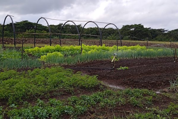 Jimaguayú: desafíos y avances en el sector agropecuario en 2024 (+ Fotos)