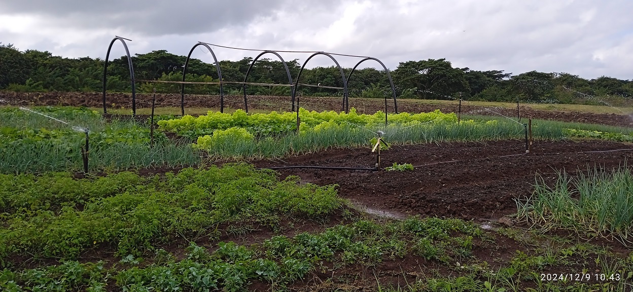 Jimaguayú: desafíos y avances en el sector agropecuario en 2024 (+ Fotos)
