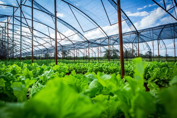 Garantizará Granja Urbana de Camagüey hortalizas de fin de año