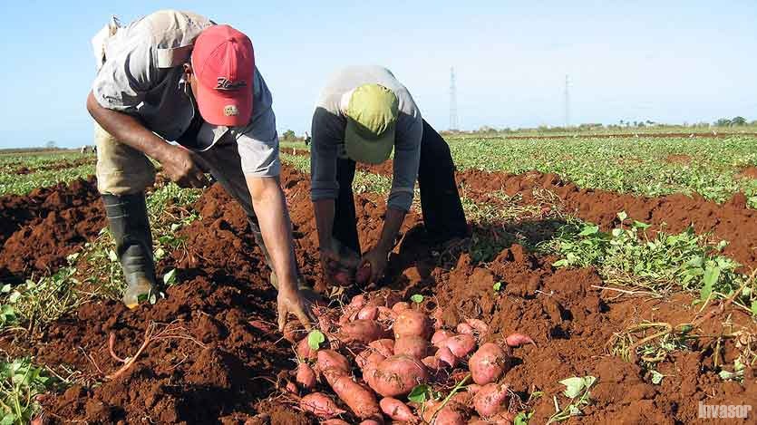 Preparan en Camagüey Asamblea XIII Congreso de la organización campesina