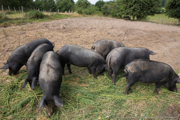 Innovación y tradición: José Luis Rodríguez, un ejemplo en la cría de cerdos