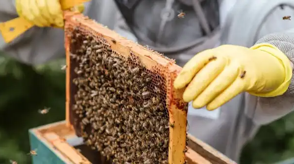 Apicultores de Florida y Céspedes unen fuerzas para impulsar producción y divisas