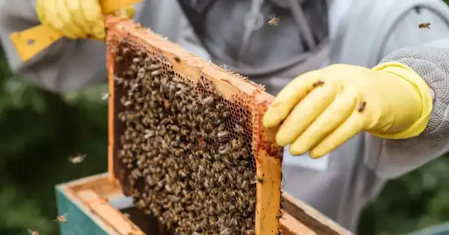 Apicultores de Florida y Céspedes unen fuerzas para impulsar producción y divisas