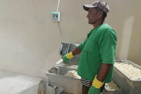 Planta de yuca en Camagüey: ejemplo de sostenibilidad y alimentación local (+ Fotos)
