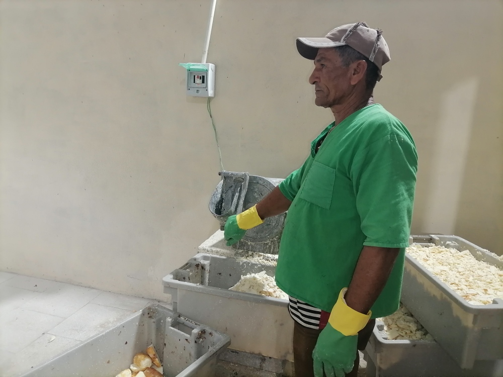 Planta de yuca en Camagüey: ejemplo de sostenibilidad y alimentación local (+ Fotos)
