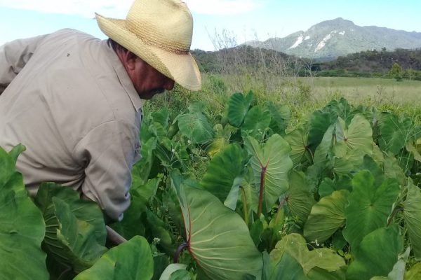 Se pronuncia cooperativa campesina camagüeyana por elevar sus resultados