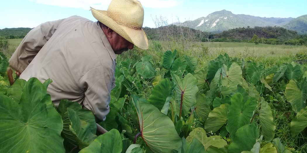 Se pronuncia cooperativa campesina camagüeyana por elevar sus resultados