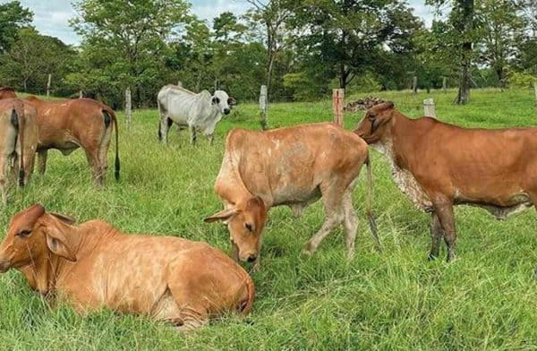 Fortalecimiento ganadero en Vertientes: un camino hacia la autosuficiencia alimentaria