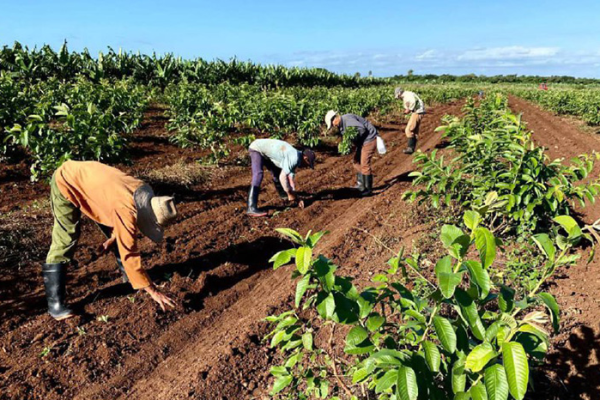 Recuperan en Camagüey polo productivo La Amelia
