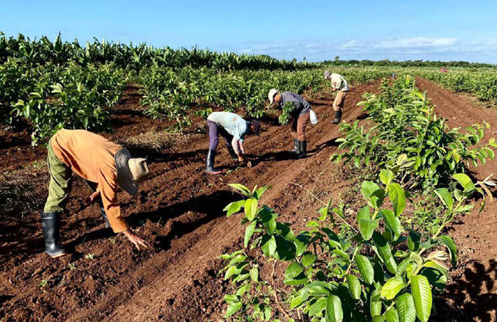 Recuperan en Camagüey polo productivo La Amelia