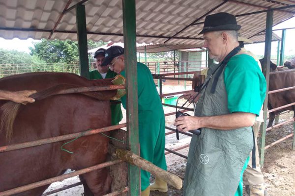 Empresa camagüeyana revoluciona reproducción ganadera con técnicas avanzadas (+ Fotos)