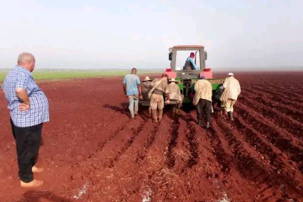 Continúa con ritmo acelerado la siembra de papa en Sola