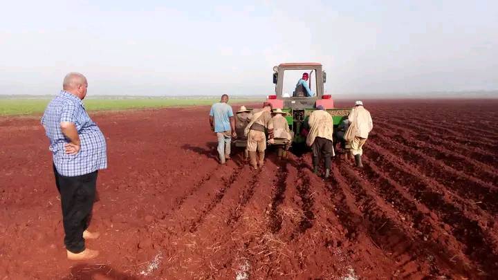 Continúa con ritmo acelerado la siembra de papa en Sola