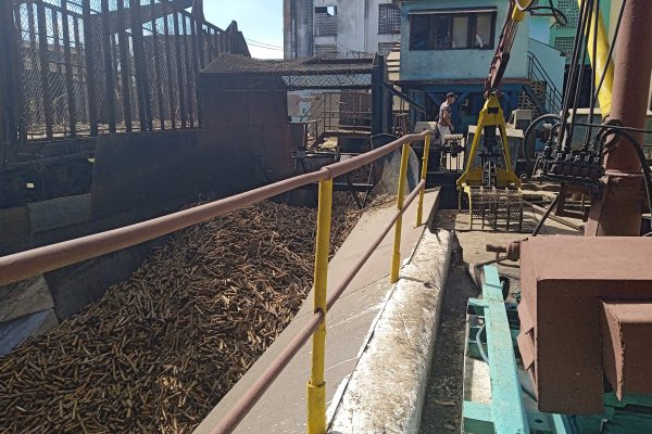 Azucareros de Céspedes implementan estrategias para una cosecha más productiva y sostenible (+ Fotos)