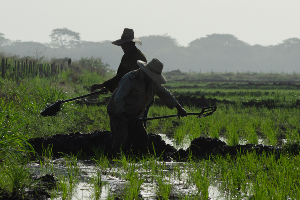 Empresa arrocera de Camagüey prevé sembrar unas 15 mil hectáreas