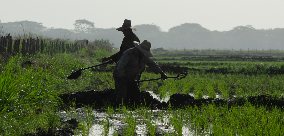 Empresa arrocera de Camagüey prevé sembrar unas 15 mil hectáreas