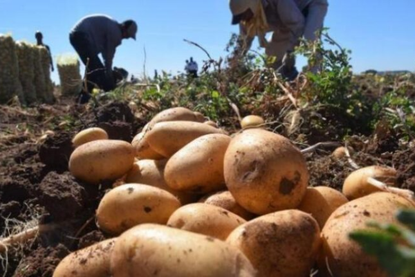 Recogida de papa en Minas refleja compromiso agrícola con el desarrollo sostenible