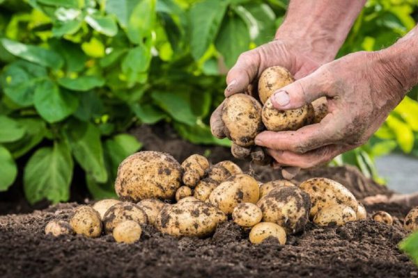 Cultivo de papa agroecológica en Camagüey: un paso hacia la sostenibilidad