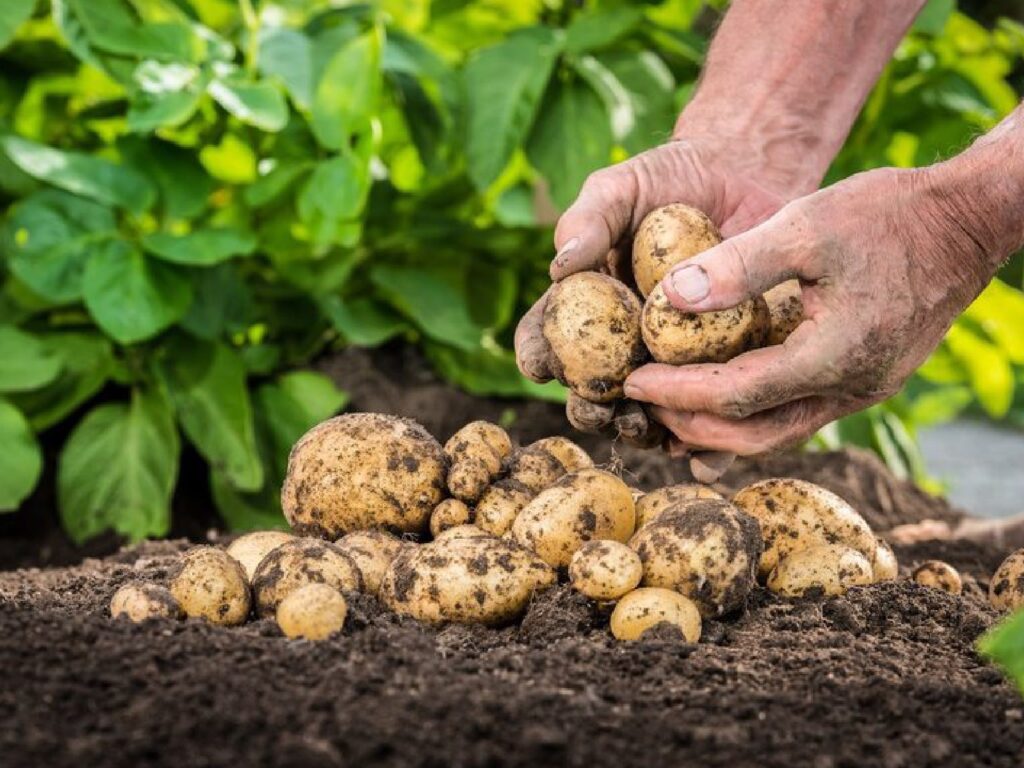 Cultivo de papa agroecológica en Camagüey: un paso hacia la sostenibilidad