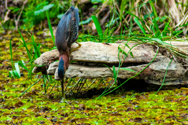Sesionará Concurso Provincial de Fotografía de Naturaleza Bioencuadre