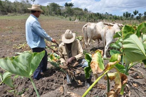Campesinos camagüeyanos por incrementar producción de alimentos