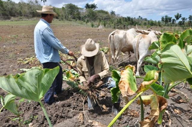 Campesinos camagüeyanos por incrementar producción de alimentos