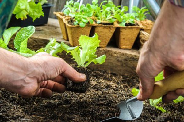 Investigación en Guáimaro propone modelo sostenible con bioestimuladores para lechuga