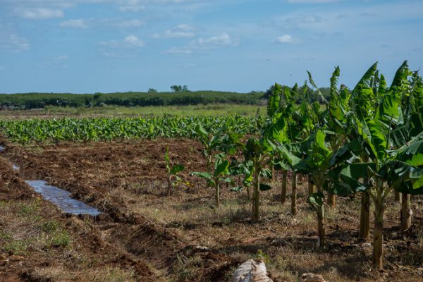 Productores camagüeyanos cultivan área de desarrollo agrícola